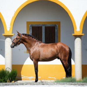 Imagem WhatsApp 2024-12-16 às 18.18.29_4221602c