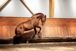 Imagem WhatsApp 2024-12-16 às 18.18.29_e135e5fc